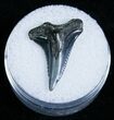 Hemipristis Shark Tooth Fossil - Virginia #4152-1